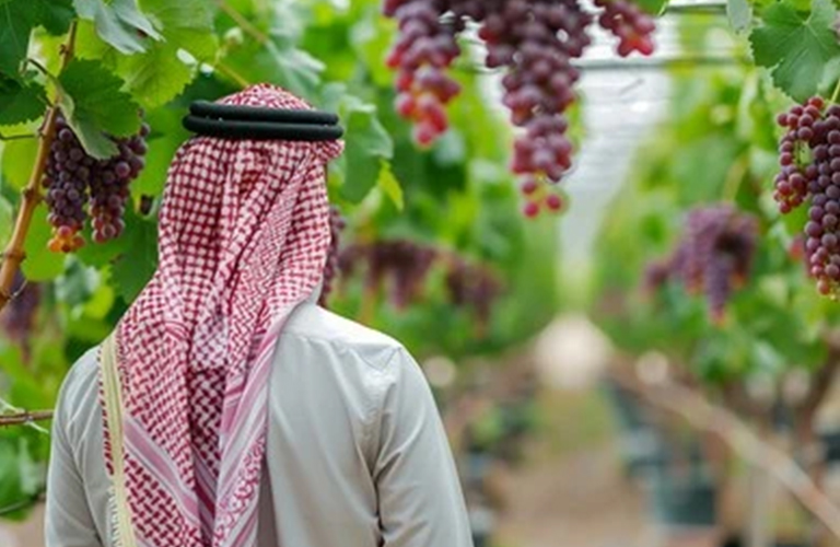 مشروع زراعة الفواكه الموسمية (مثل التمر والعنب)